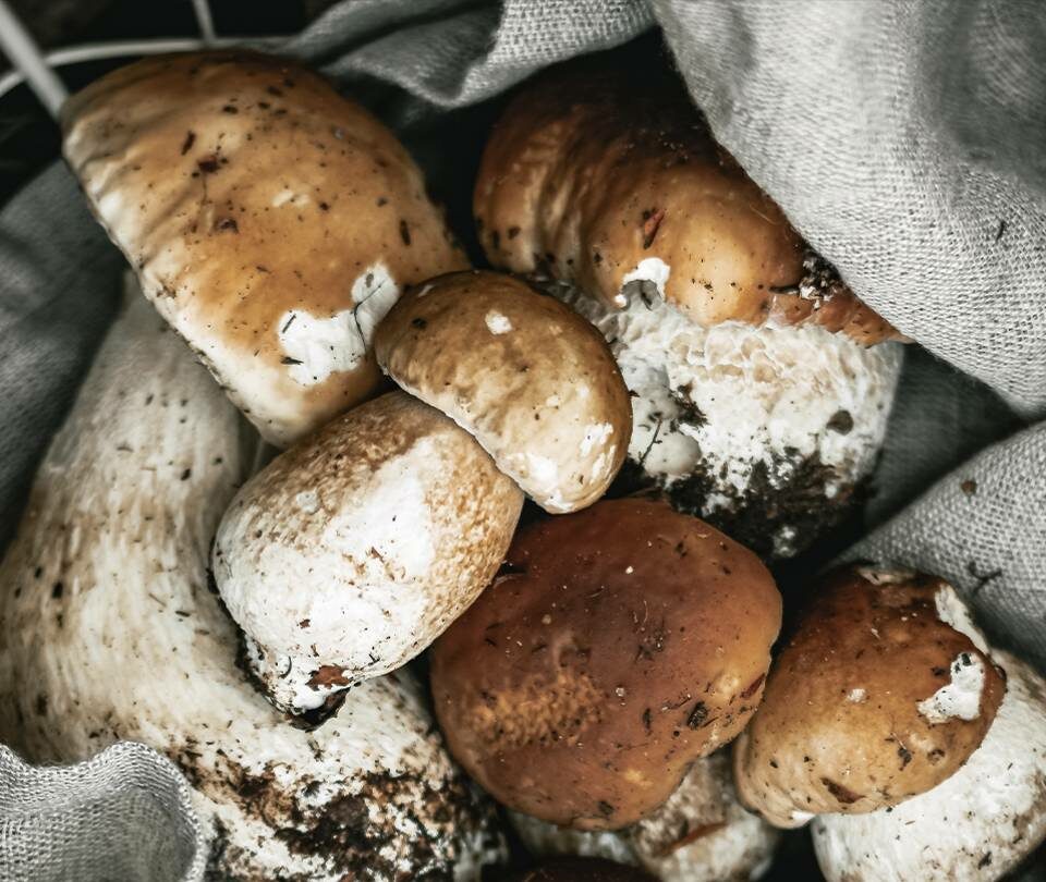 Boletus